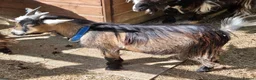 Goats livestock for sale: 2x Pygmy Goats Wether and Nanny - Advert 4