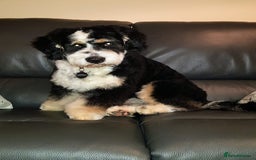 Bernedoodle dogs for sale: Mini Bernedoodle **waiting list** - Image 12