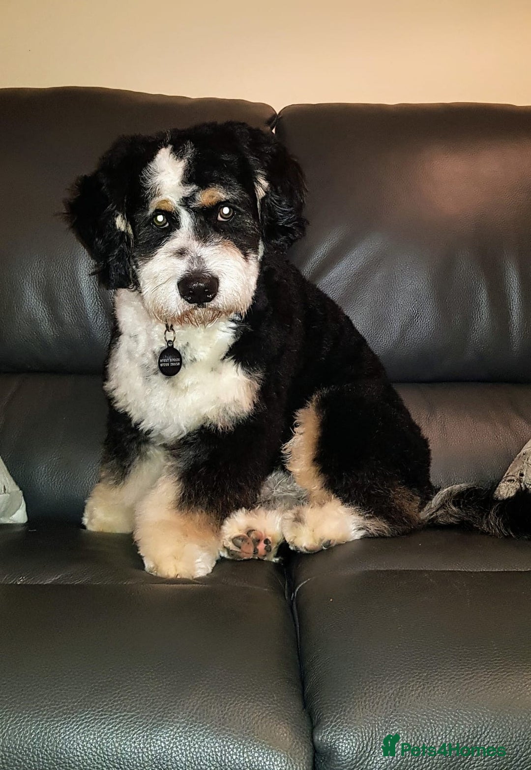 Bernedoodle dogs for sale: Mini Bernedoodle **waiting list** - Image 12