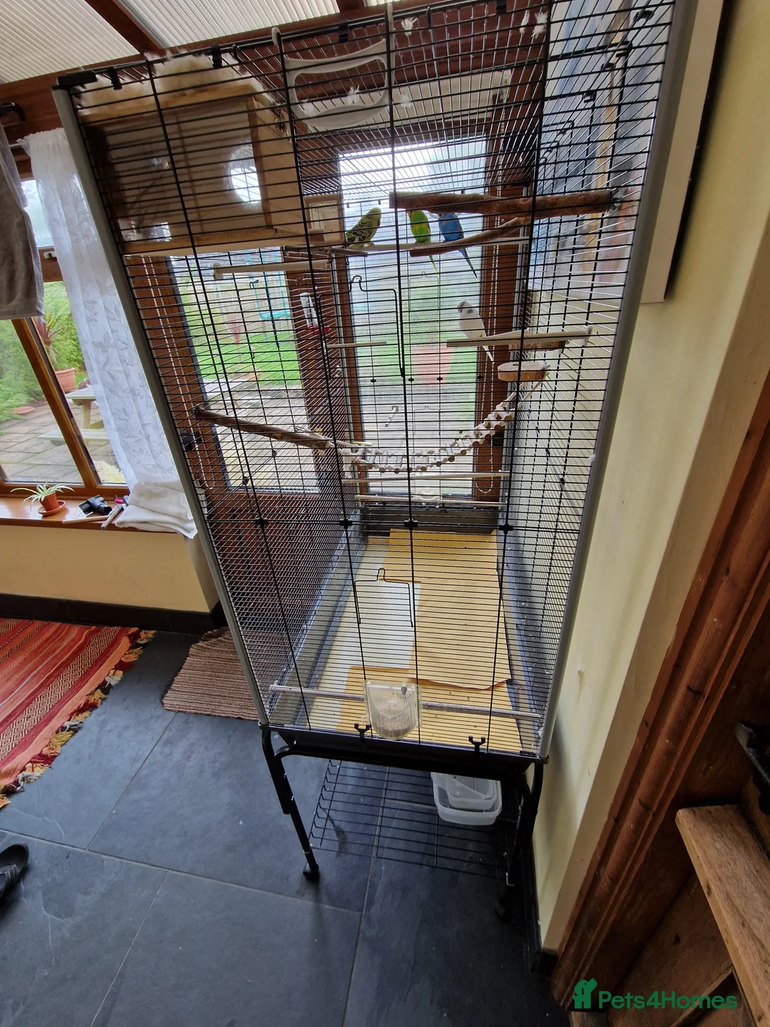 Budgerigars birds for sale: Budgerigars - Advert 3