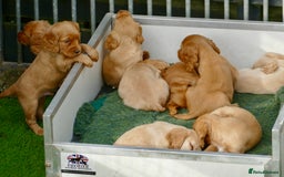 Cocker Spaniel dogs for sale: Superb KC Regd Red Working Cocker Spaniel puppies  - Image 7