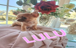 Chihuahua dogs for sale: Chihuahua pups stunning - Image 4