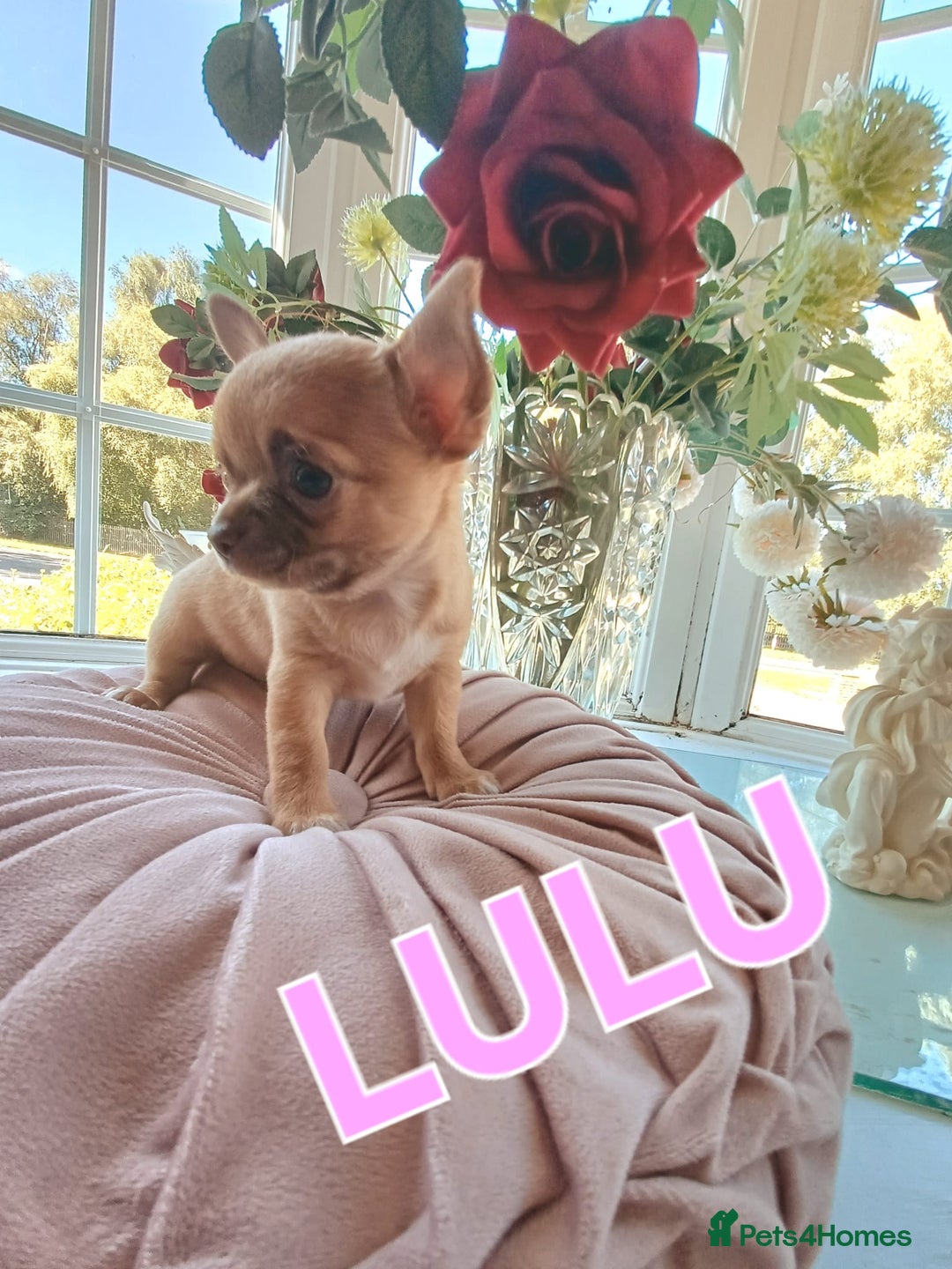 Chihuahua dogs for sale: Chihuahua pups stunning - Image 4