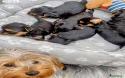 Yorkshire Terrier dogs for sale: Playful Yorkshire terrier puppies - Image 5