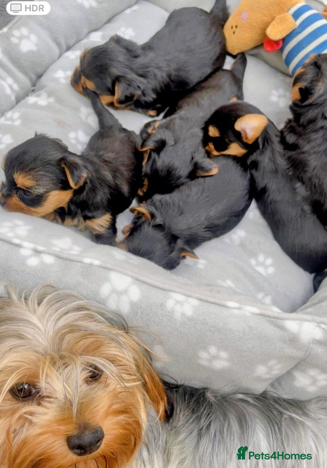 Yorkshire Terrier dogs for sale: Playful Yorkshire terrier puppies - Image 5