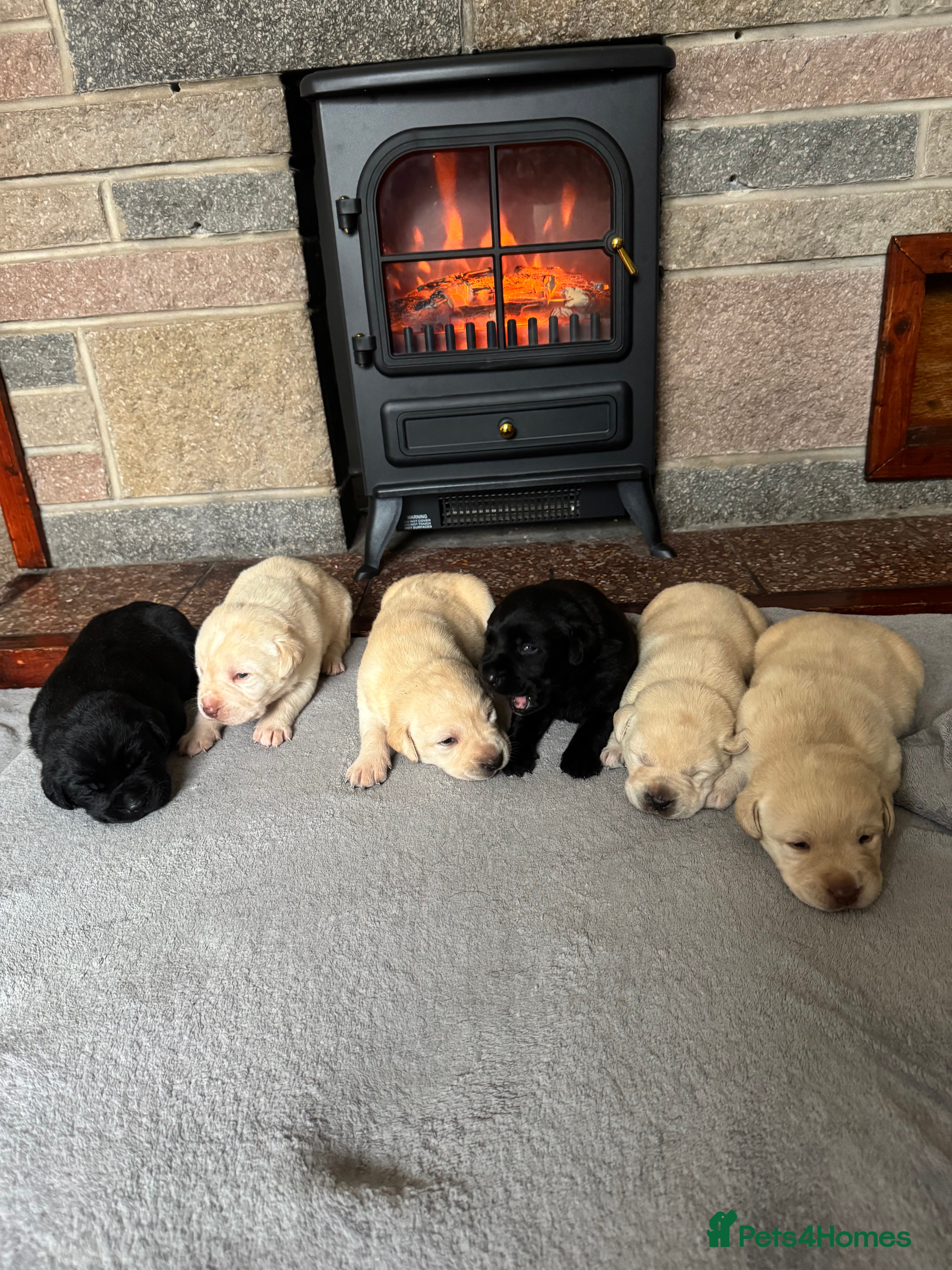 Labrador Retriever dogs Lablador retriever puppy’s 2 black male left only  - Advert 5
