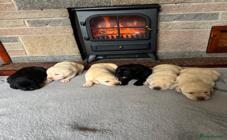 Labrador Retriever dogs - Advert 7