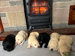 Labrador Retriever dogs - Advert 3