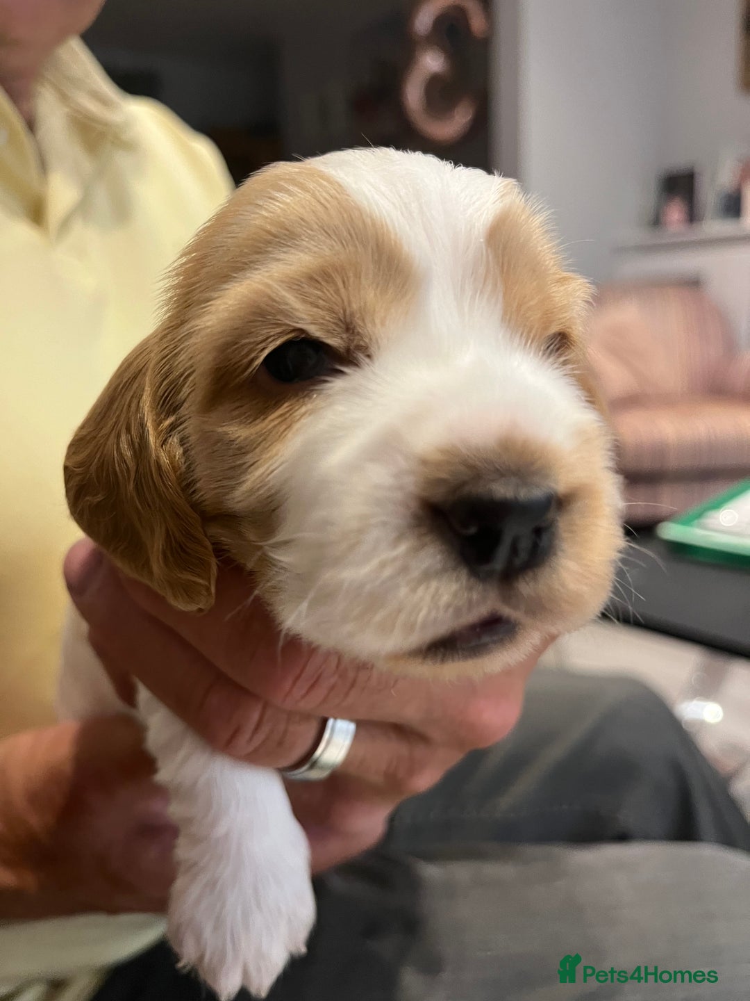 Cocker Spaniel dogs for sale: Beautiful Orange Roan/ Sable Puppies  - Image 10
