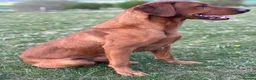 Labrador Retriever dogs for stud: Ozzy-proven health tested stud - Advert 1