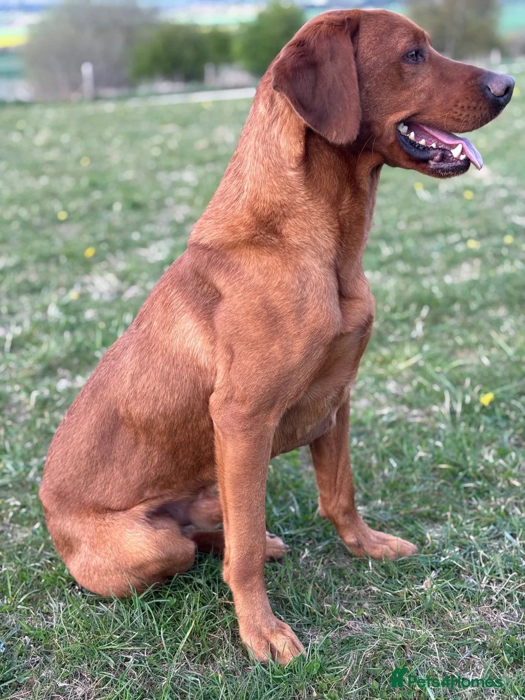 Labrador Retriever dogs for stud: Ozzy-proven health tested stud - Advert 1