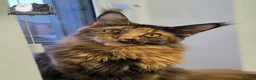 Maine Coon cats for sale: Beautiful TICA Registered Maine Coon Kittens - Advert 3