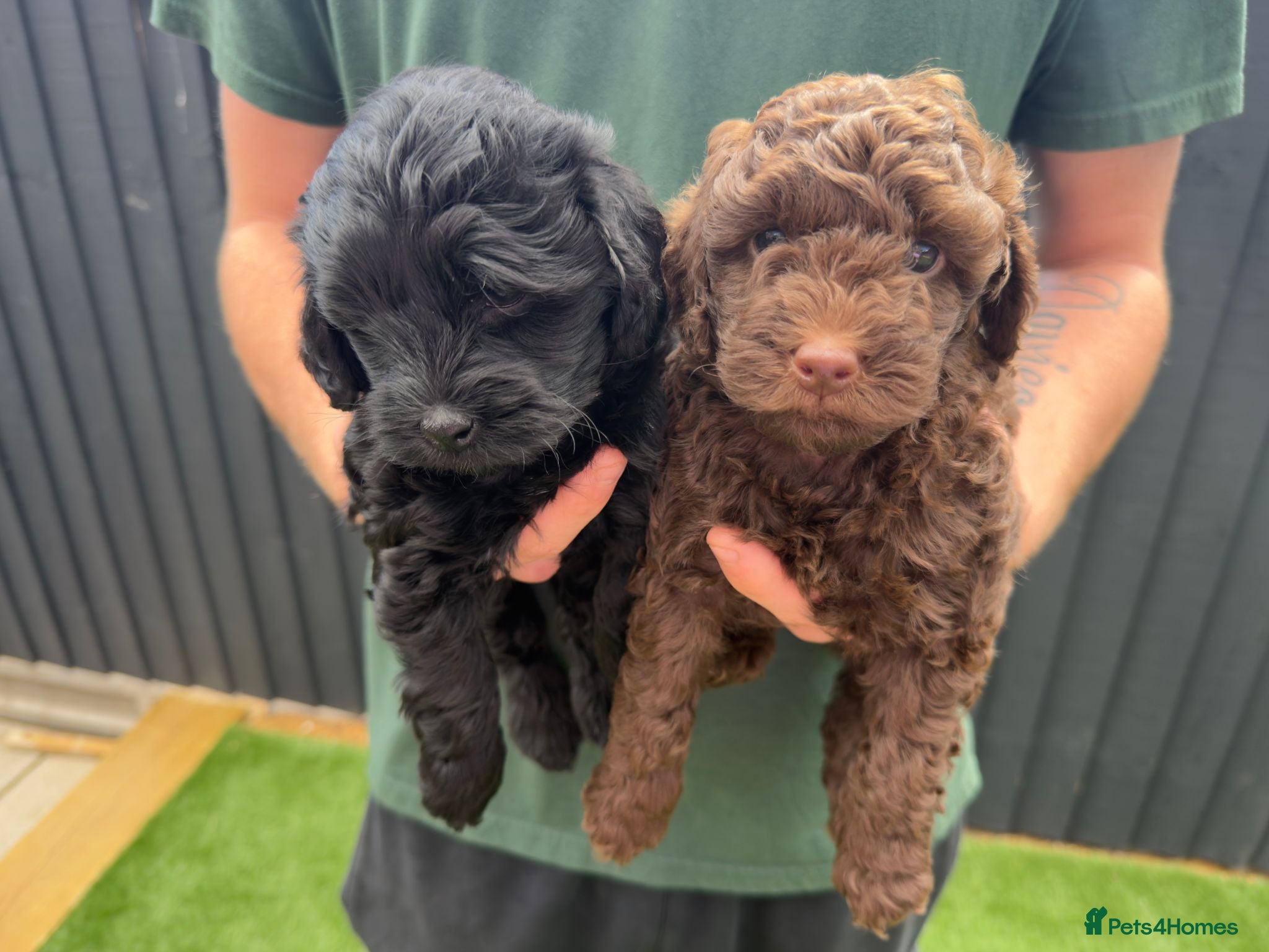 Cockapoo dogs Single Brown Puppy - Advert 1