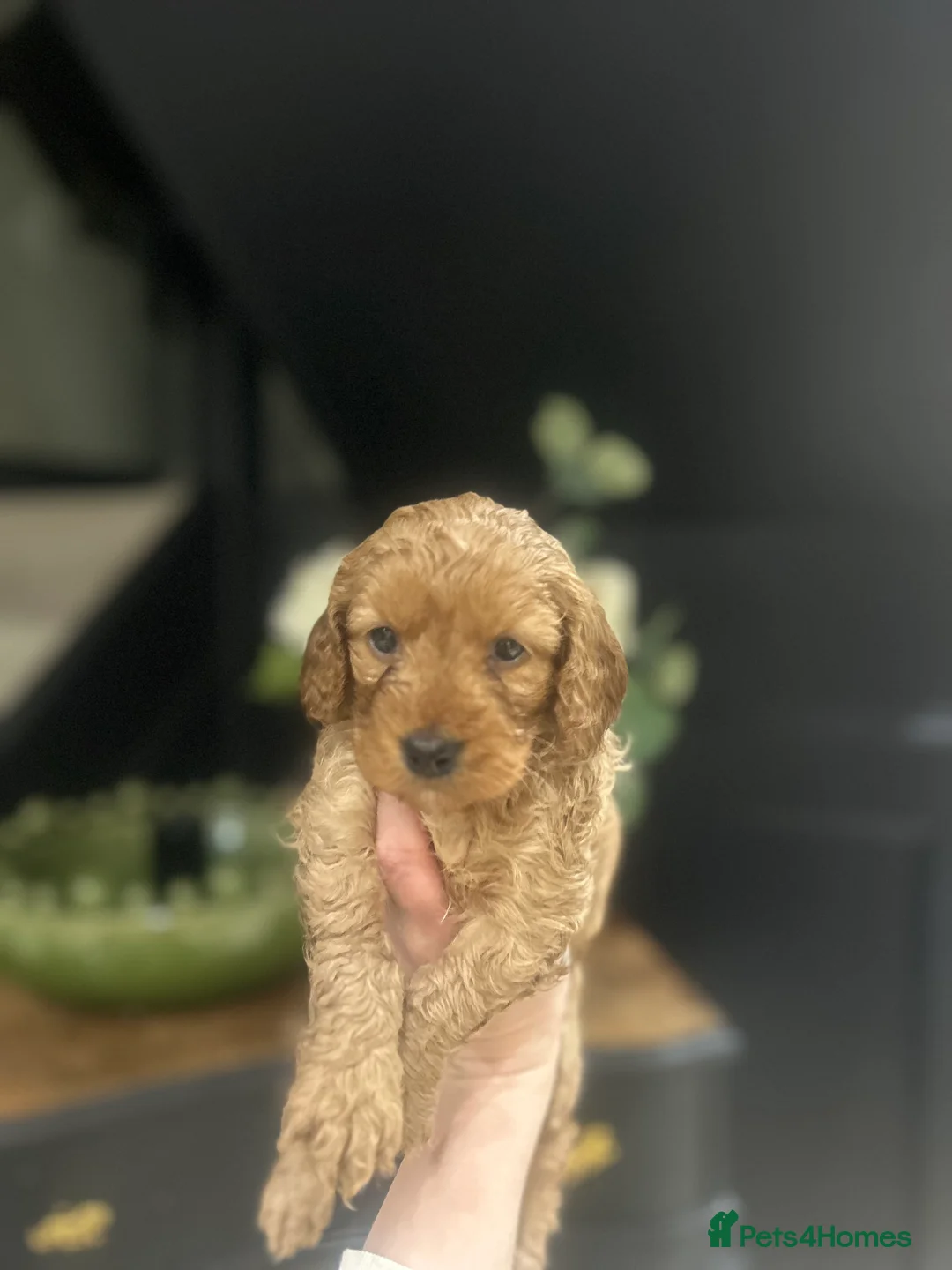 Cockapoo dogs for sale: Fully DNA health tested pups  - Advert 2