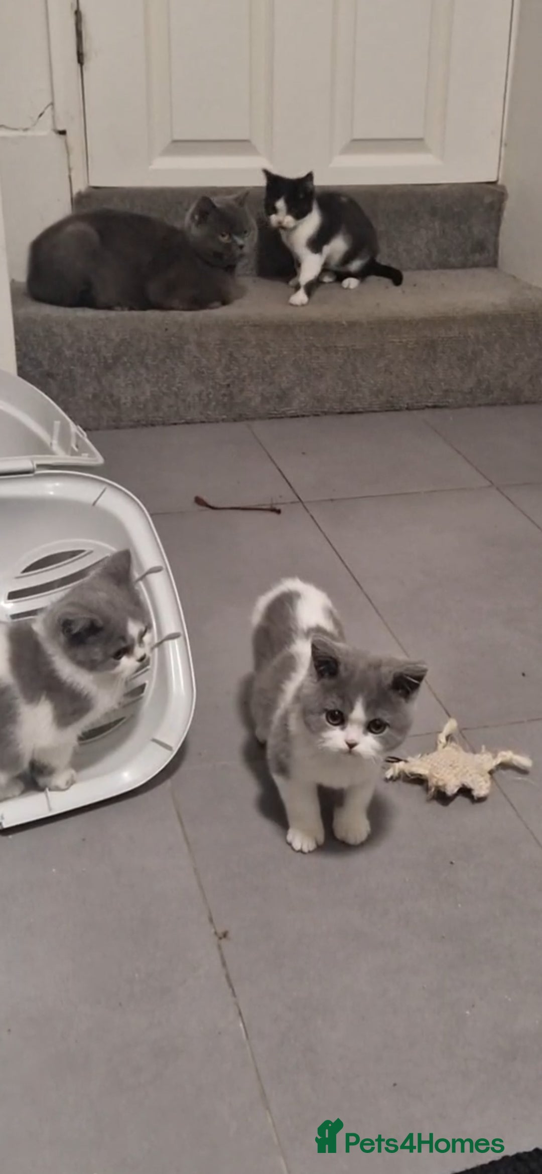 British Shorthair cats for sale: 😍 READY NOW gccf reg British shorthair kittens - Advert 21