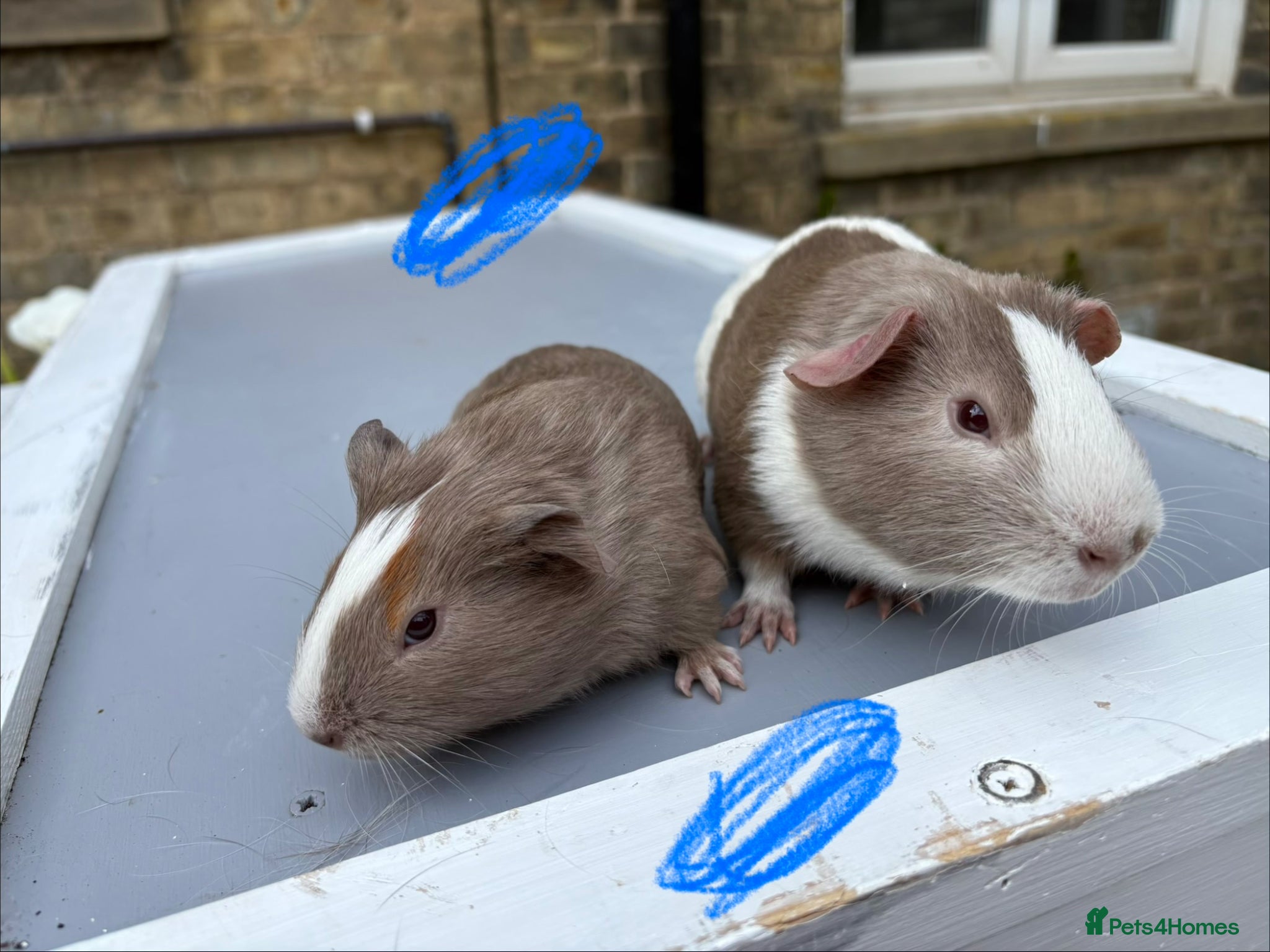 Guinea Pig rodents Guinea pigs ready now  - Advert 8