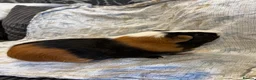 Guinea Pig rodents for sale: Boar guinea pigs - Advert 2
