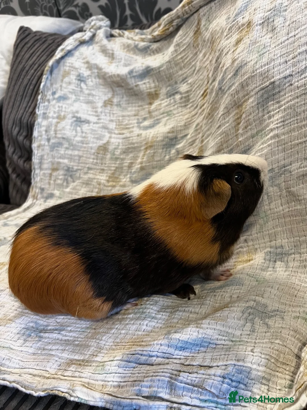 Guinea Pig rodents for sale: Boar guinea pigs - Advert 2