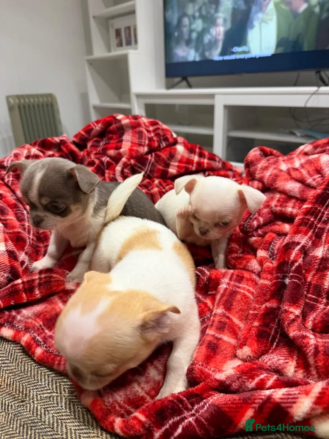 Chihuahua dogs for sale: KC registered chihuahua amazing green eyes  - Advert 9