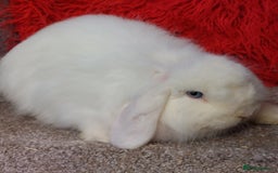 Mini Lion Lop rabbits for sale:  Vaccinated minilop bew cash  doe - Image 1