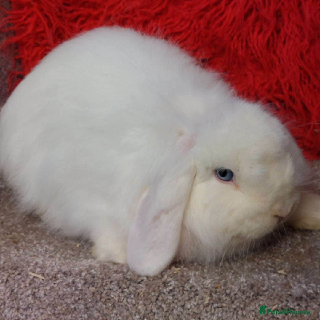 Mini Lion Lop rabbits for sale:  Vaccinated minilop bew cash  doe - Image 1