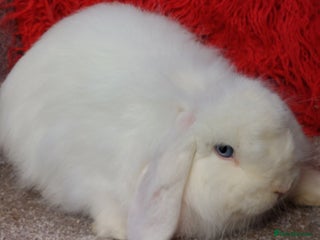 Mini Lion Lop rabbits - Advert 5