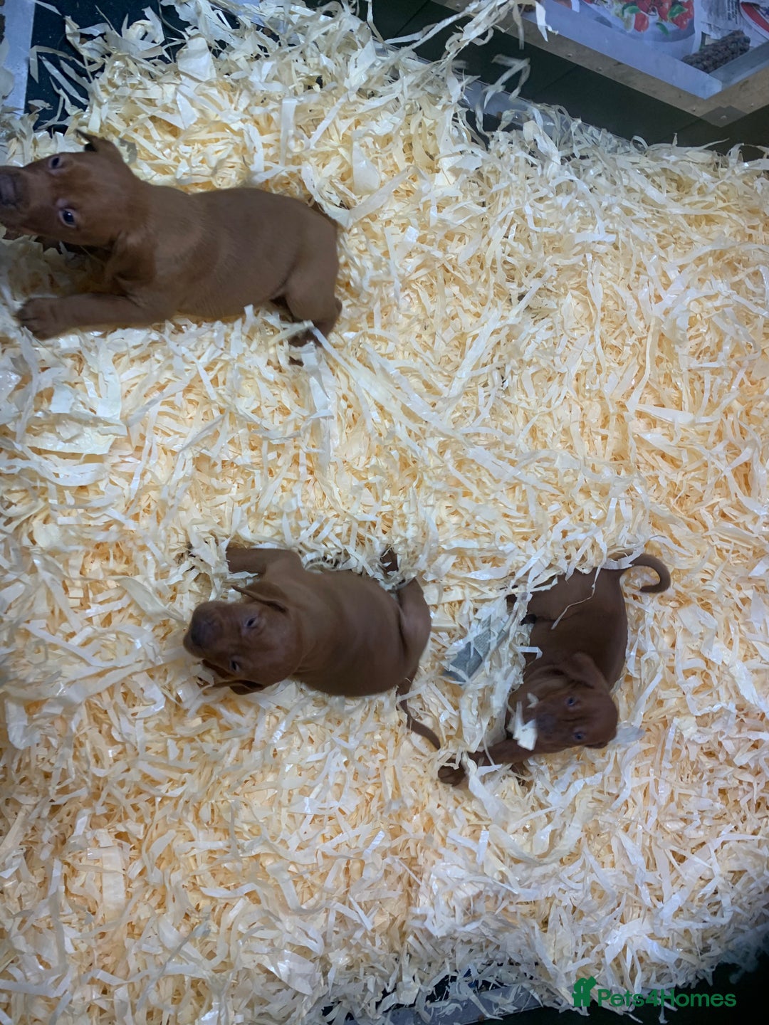 Hungarian Vizsla dogs for sale: Stunning Hungarian Vizsla Puppies  - Image 10