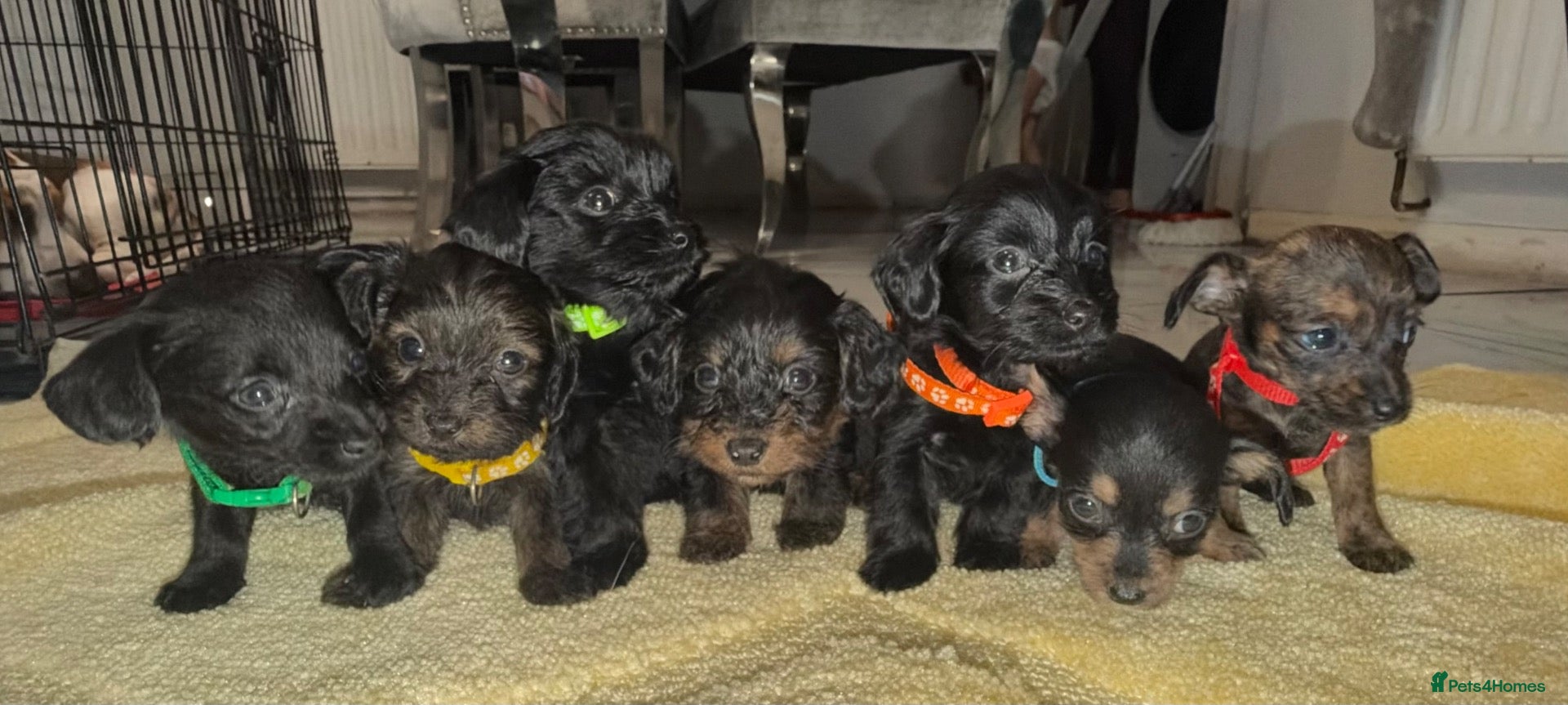 Mixed Breed dogs for sale: Doxiepoo - Advert 19