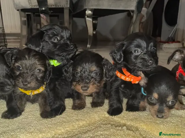 Mixed Breed dogs for sale: Doxiepoo - Advert 1