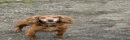 Cocker Spaniel dogs for stud: Health tested for stud  - Advert 4