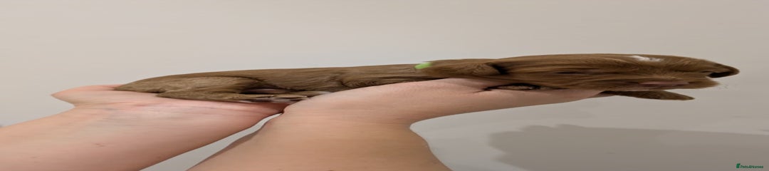 💚 Male - (Red & White 