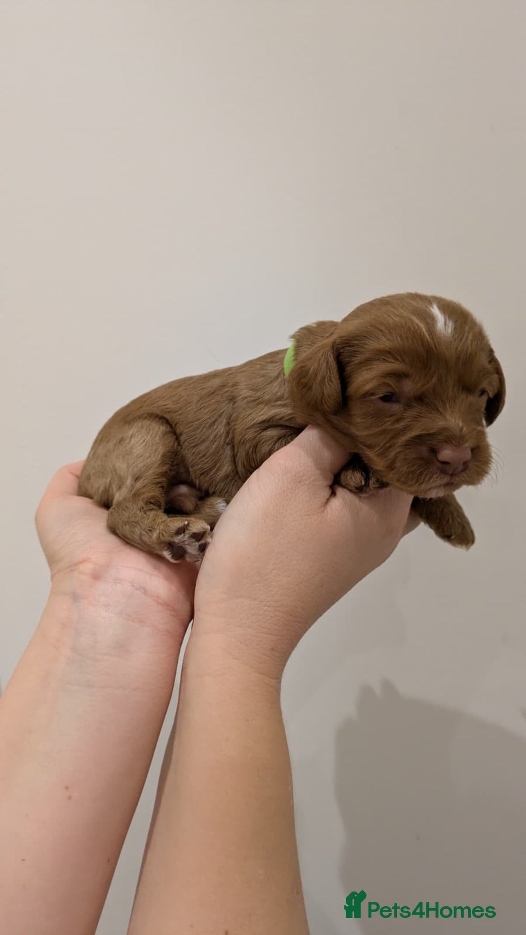 Cavapoo dogs for sale: F1 Cavapoos - Parents DNA Health Tested  - Advert 22