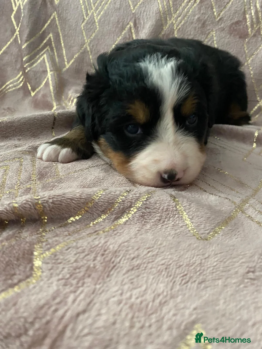 Bernese Mountain Dog dogs for sale: KC registered Bernese Mountain Dog Puppies  in Runcorn - Advert 8