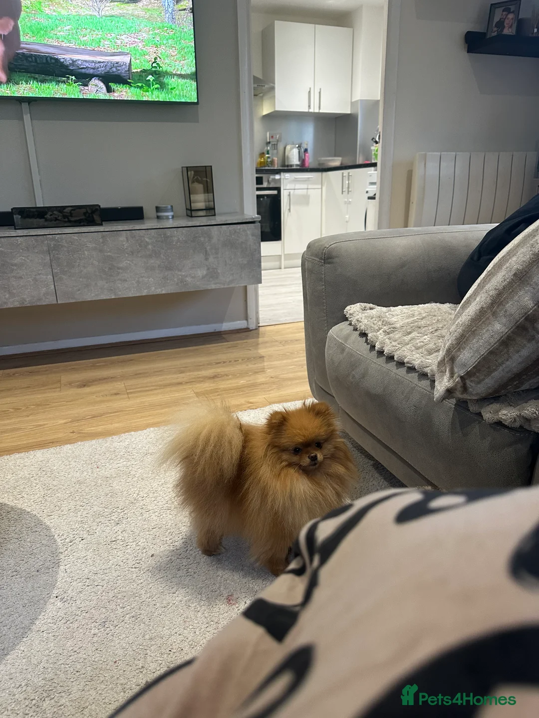 Pomeranian dogs for sale: Tiny European teddy bear face Pomeranian in London - Advert 3