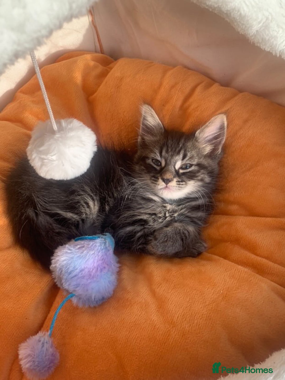 Norwegian Forest Cat cats for sale: GORGEOUS KITTENS READY FOR NEW HOMES SUNDAY in Birmingham - Image 10