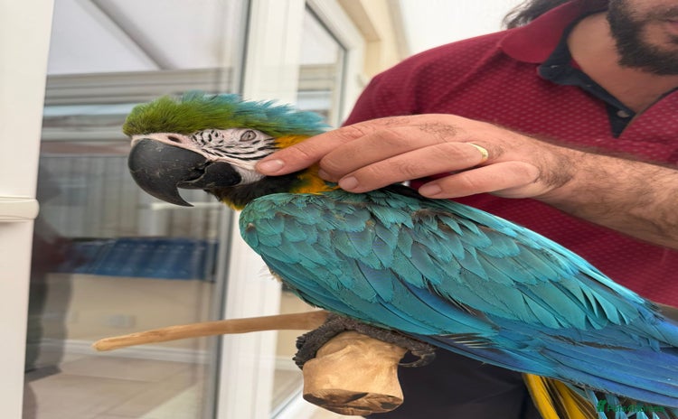 Macaws birds - Advert 8