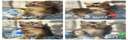British Shorthair cats for sale: ✨3 CHUNKY BSH TICA REG BOYS✨ - Advert 1