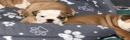 English Bulldog dogs for sale: Champion Line KC Bulldog Puppies Health Tests - Advert 13