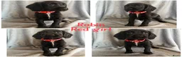 Cocker Spaniel dogs for sale: Cocker spaniel puppies - Advert 4