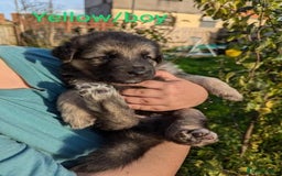 German Shepherd dogs for sale: GSD Puppies Available  - Image 5