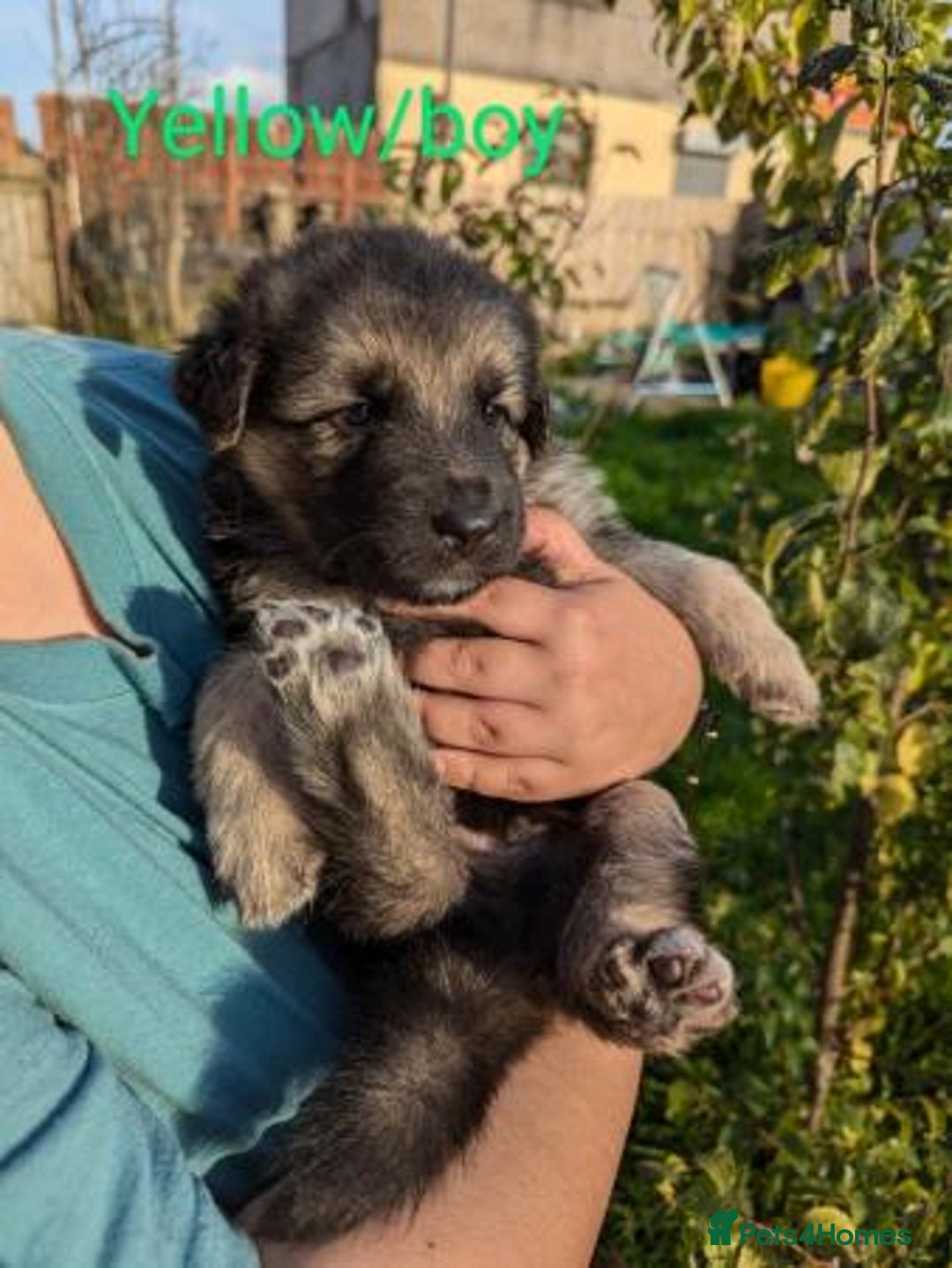 German Shepherd dogs for sale: GSD Puppies Available  - Image 5