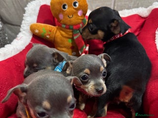 Chihuahua dogs CHIHUAHUA PUPPIES - Advert 8