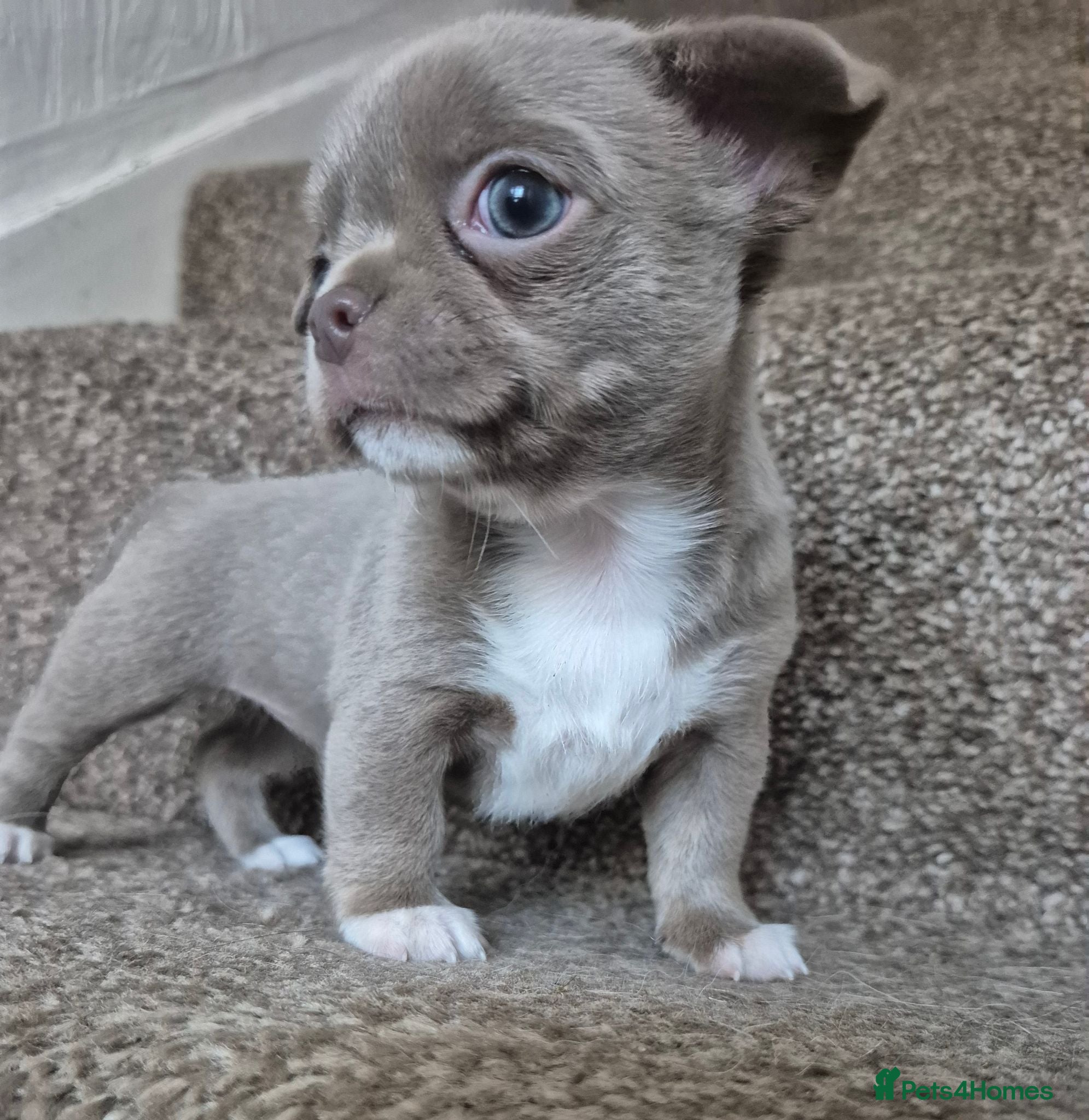 Chihuahua dogs KC puppies for sale  - Advert 12