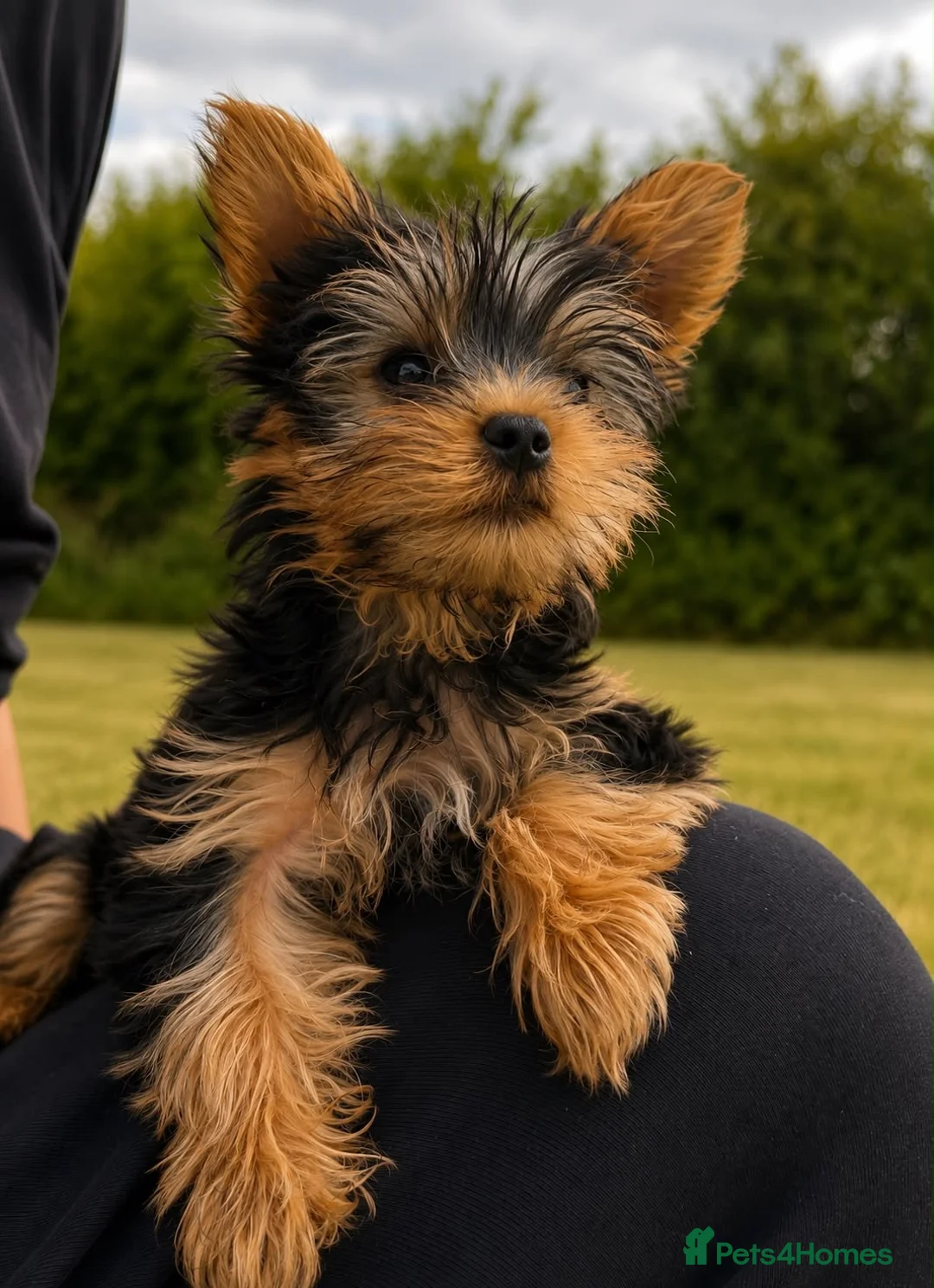 Yorkshire Terrier dogs for sale: SMALL GIRL ONE LEFT - Advert 2