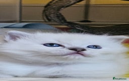 Ragdoll cats for sale: Tica registered Grand Champion Ragdoll kittens  - Image 9