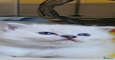 Ragdoll cats - Advert 10