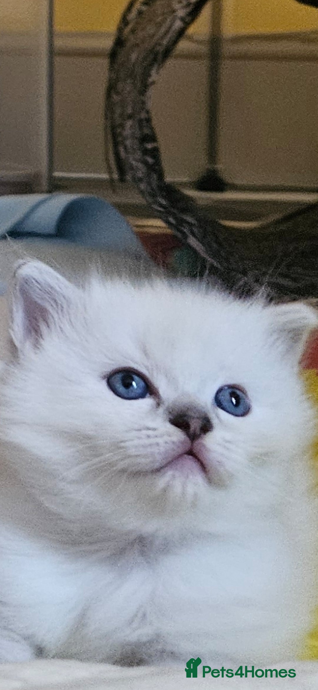 Ragdoll cats for sale: Tica registered Grand Champion Ragdoll kittens  - Image 9