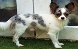 Mixed Breed dogs for sale: Chihuahua with a bit of French Bulldog puppies - Advert 20