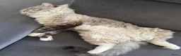 Ragdoll cats for sale: Marble - Our Big Cuddly Teddy Bear - Advert 5