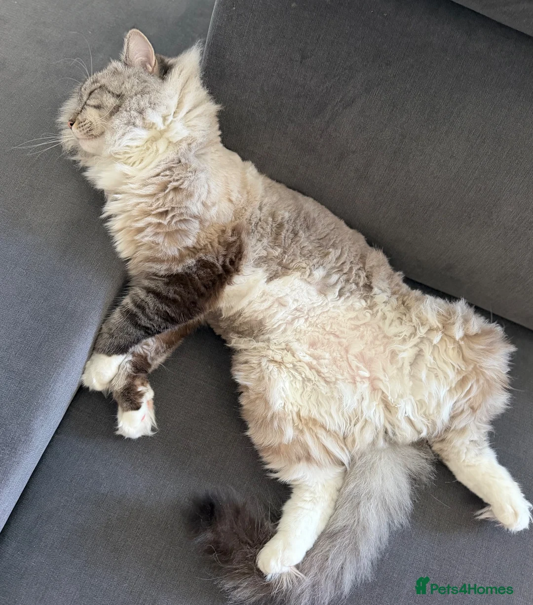 Ragdoll cats for sale: Marble - Our Big Cuddly Teddy Bear - Advert 5